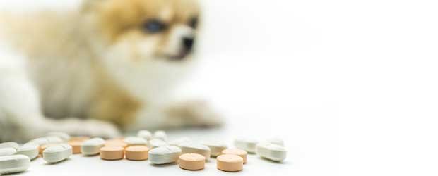 Pet Meds Without Vet Prescription 